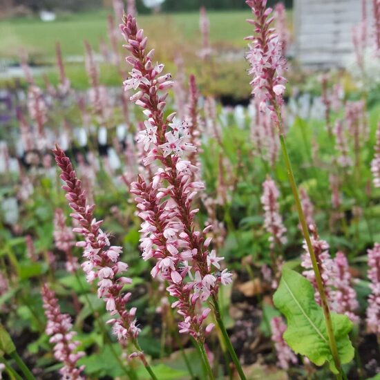 Persicaria JS Misty Morning - 4 stādi